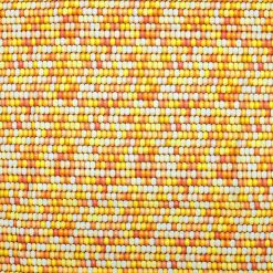 Fall Yellow Corn Cotton Fabric